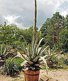 Rozkvetlá agave ve zlínské zoo.
