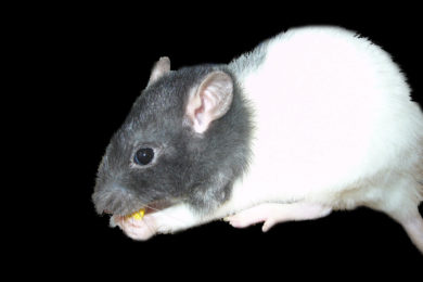 Potkani budou předmětem zájmu ostravských deratizátorů. 