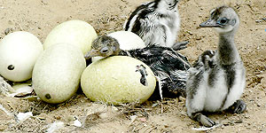 Mláďata pštrosa Nandu Darwinova.