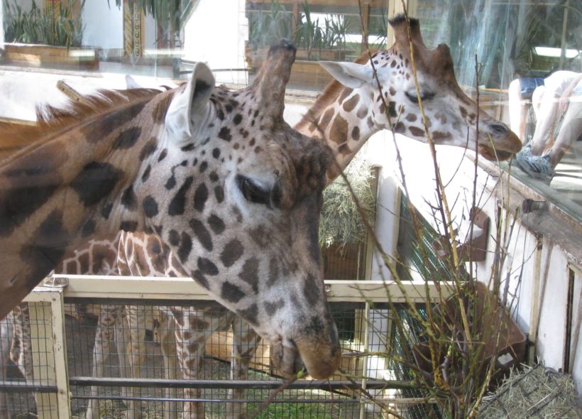Žirafy Rothschildovy ve zlínské zoologické zahradě.
