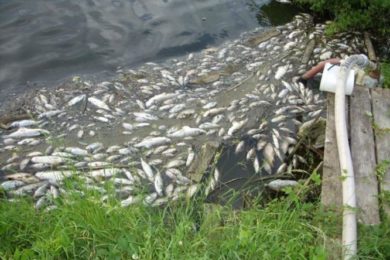 Uhynulé ryby ve Spytihněvi.