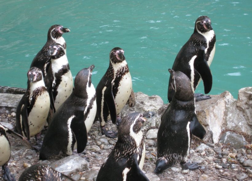 Tučňáci v expozici ve zlínské zoologické zahradě.