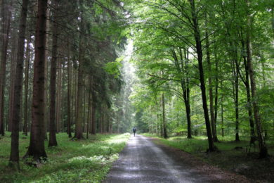 Správa lesů města Olomouce (SLMO) obhospodařuje lesní majetek města už 15 let.