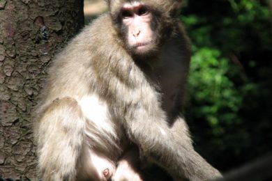 Zvědaví mladí makakové se snažili pomoci pracovníkům zoo při opravách.