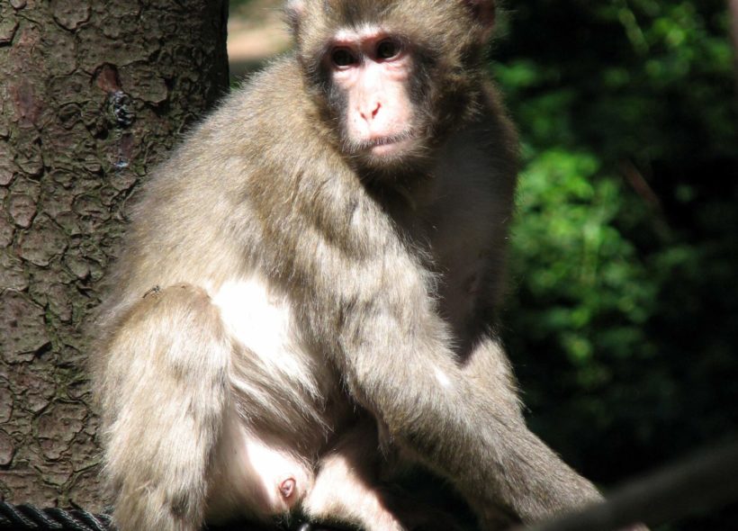Zvědaví mladí makakové se snažili pomoci pracovníkům zoo při opravách.