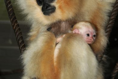 Malý gibbon se svou maminkou Rony se má čile k světu. Získal titul posledního mláděte narozeného v roce 2008. 