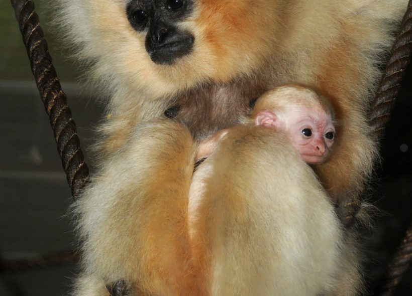 Malý gibbon se svou maminkou Rony se má čile k světu. Získal titul posledního mláděte narozeného v roce 2008. 