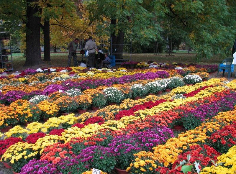 Podzimní Flora Olomouc bude patřit nejen květinám, ovoci a zelenině, ale i dobrému jídlu a pití.