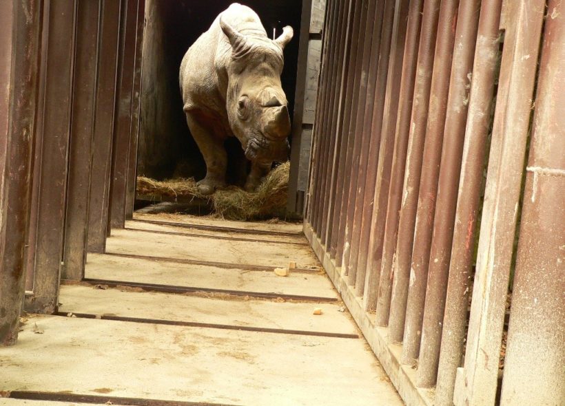 Natal vystupuje z bedny