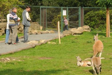 Od srpna se v olomoucké zoo mohou návštěvníci procházet přímo mezi klokany. 