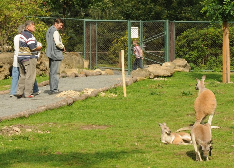 Od srpna se v olomoucké zoo mohou návštěvníci procházet přímo mezi klokany. 