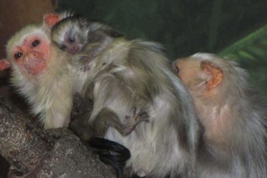 Tlupa vzácných opiček kosmanů stříbřitých se v olomoucké zoo rozrůstá.