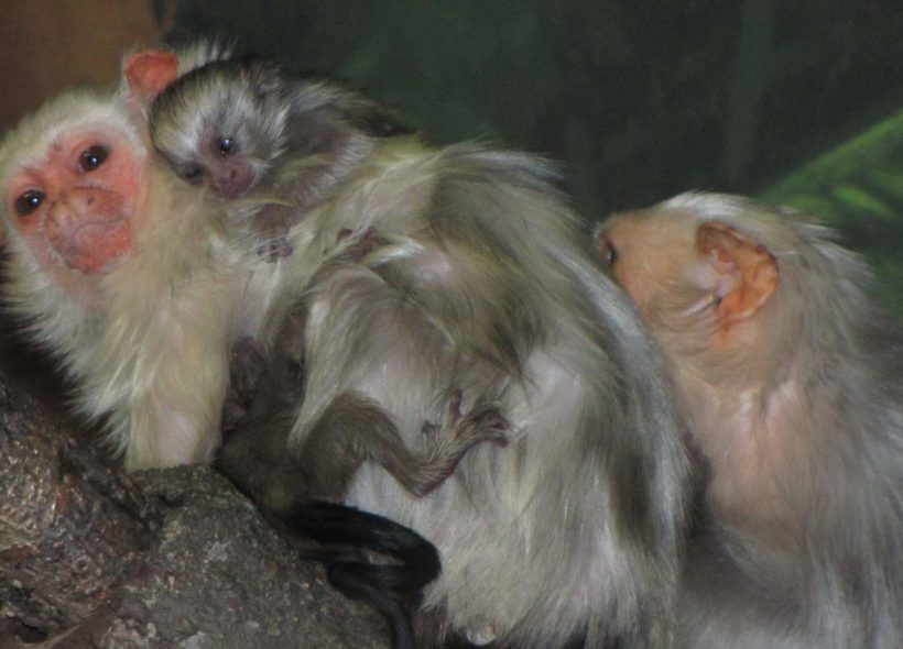Tlupa vzácných opiček kosmanů stříbřitých se v olomoucké zoo rozrůstá.