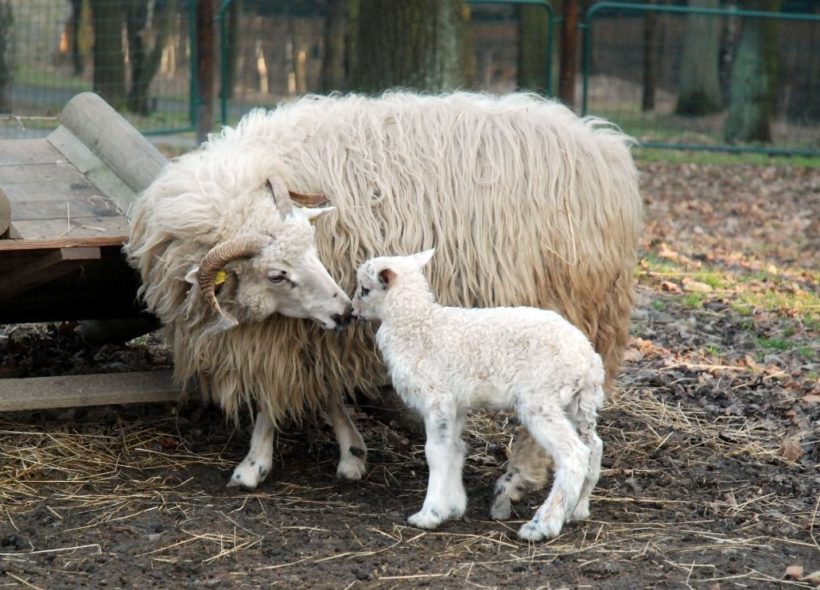 Ovce domaci - valaska