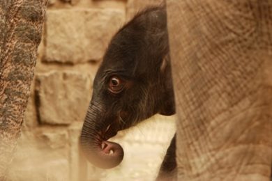 Čerstvě narozená sloní samička v ostravské ZOO: 