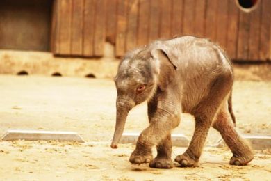 Předčasně narozený sloní sameček. 