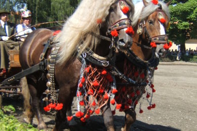 V Tlumačově se o víkendu koná výstava koní.