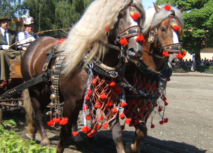 V Tlumačově se o víkendu koná výstava koní.