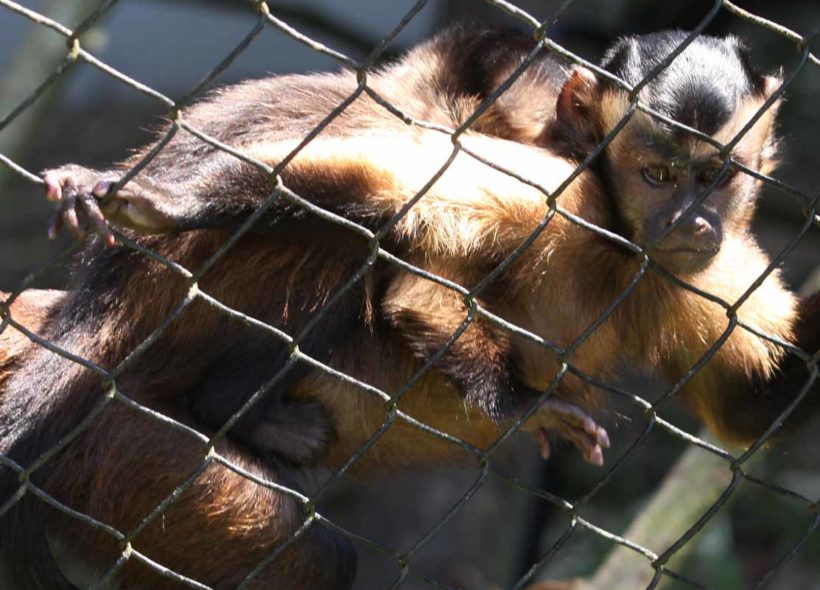 Opice jsou lákadlem každé zoologické zahrady