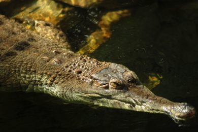 Krokodýl štítnatý v ostravské ZOO: 