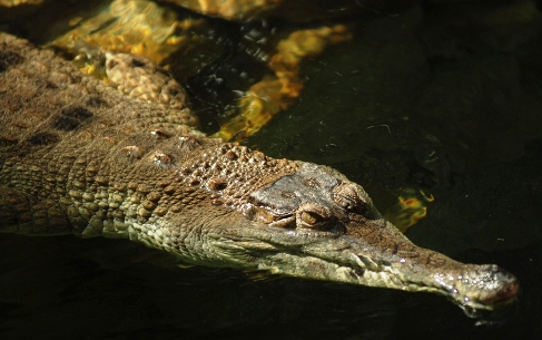 Krokodýl štítnatý v ostravské ZOO: 