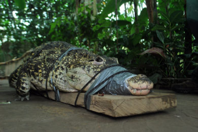 Krokodýl kubánský opustil zlínskou zoo. 