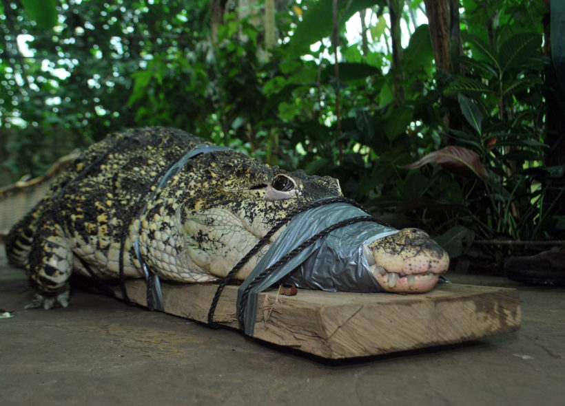 Krokodýl kubánský opustil zlínskou zoo. 