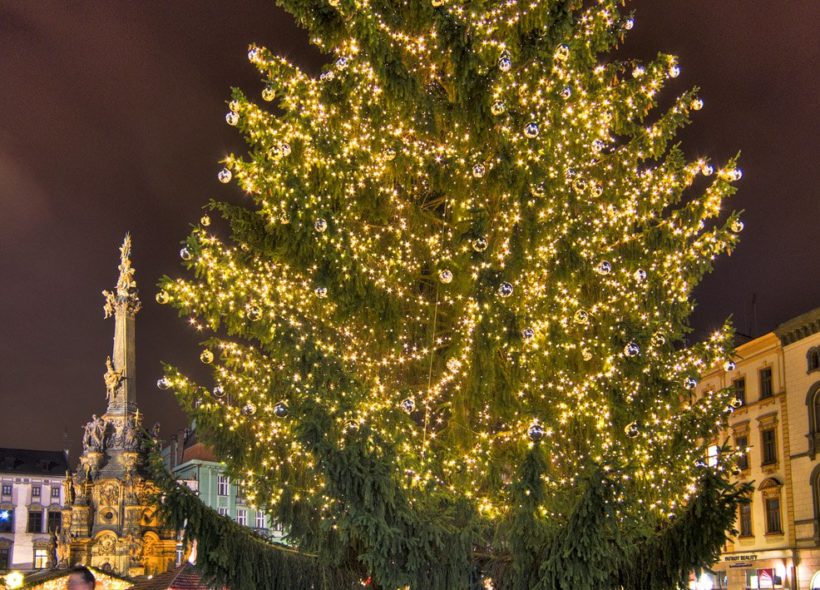 Olomouc Vánoční strom Foto Jan Andreáš