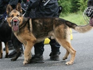policie-pes-policejnipes Mediafax