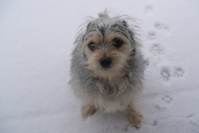 pes ve snehu