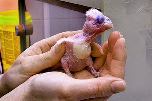 Ošetřovatelky ze zlínské zoo se v těchto dnech starají o dvě mláďata malých papoušků.