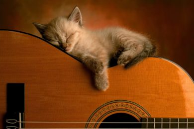 Cat_sleeping_in_guitar_10308_1600_1200