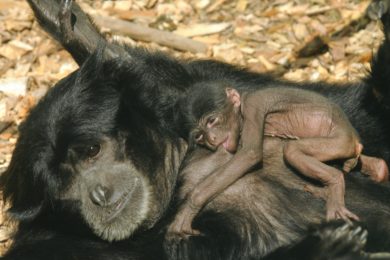 Mláďat se dočkal také olomoucký pár opic siamangů.