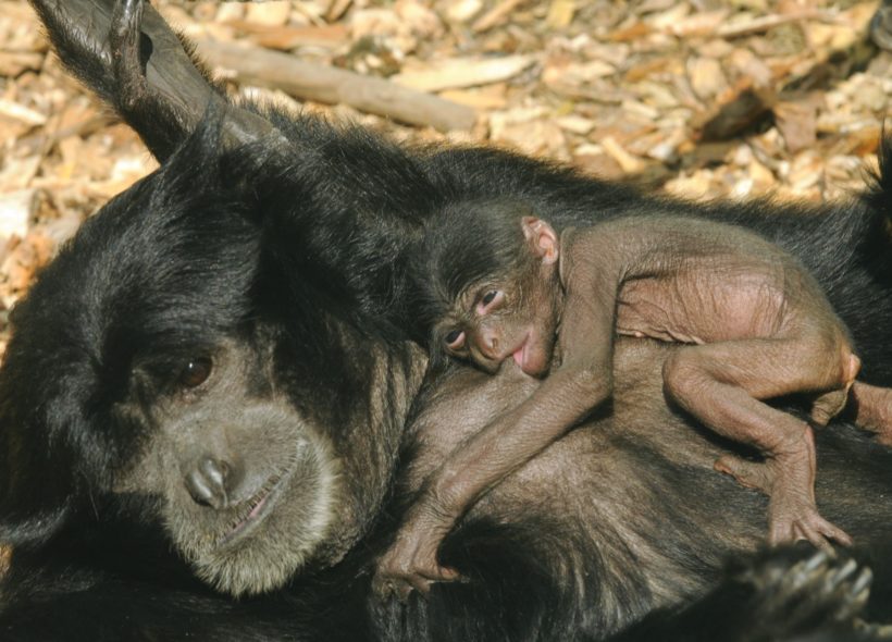 Mláďat se dočkal také olomoucký pár opic siamangů.
