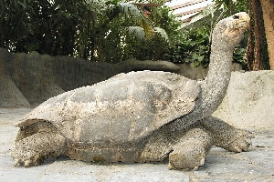 Antonio, želva sloní pinzónská ze Zoo Praha. 