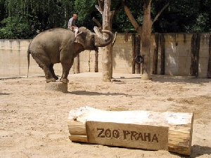Pražská zoo v horkých dnech lákala nejen Pražany, ale i návštěvníky hlavního města.