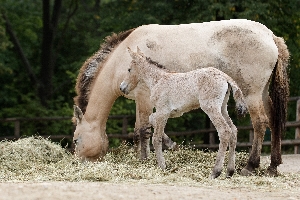 Jen několik hodin staré hříbě koně Převalského už prozkoumává výběh v pražské zoo.rn