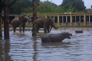 Povodně v roce 2002 v zoo v Troji.