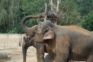 Sloní sestava v pražské zoo posílí.