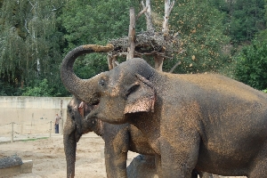 Sloni patří u návštěvníků mezi nejoblíbenější zvířata.