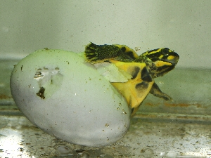  Líhnutí mláděte želvy korunkaté ve vodě. 