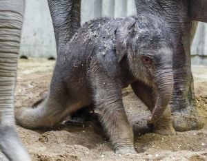 První slůně narozené v Zoo Praha má být představeno veřejnosti na konci března.