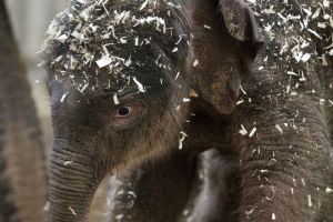 Slony indické chová Zoo Praha již od roku 1933, kdy 17. července přišel cejlonský samec Baby.