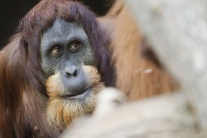 Zoo Praha chová orangutany sumaterské již od roku 1961. 