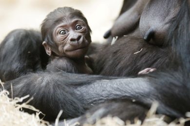 Gorilí samec je čtvrtým mládětem samice Kijivu a samce Richarda, celkově pak šestým v historii chovu goril v Zoo Praha.