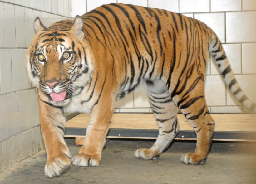 Tygr sumaterský, který musel nuceně opustit svůj domov v pražské Troji, bude dočasně pobývat v olomoucké zoo.