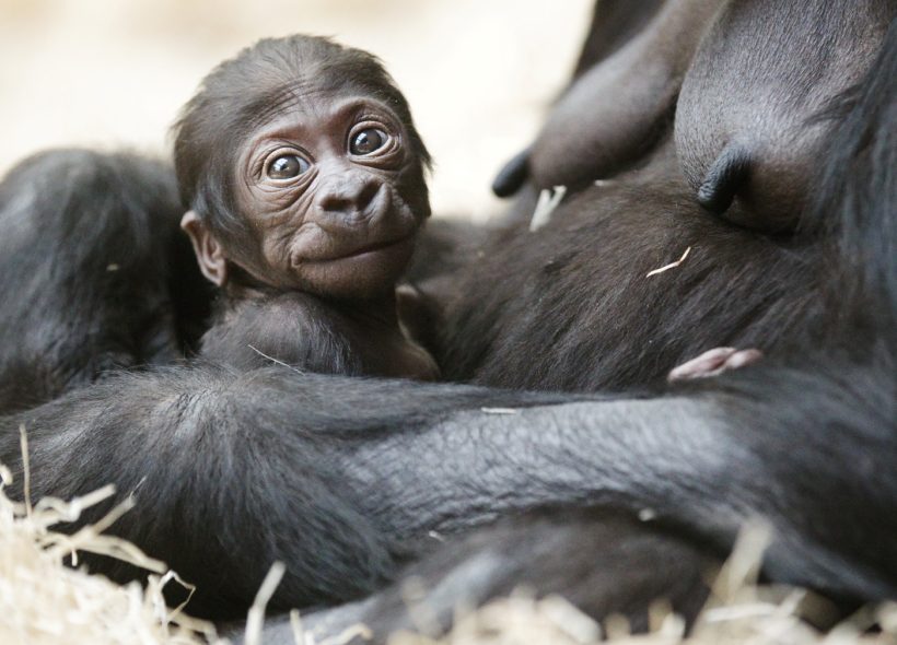 Gorily stejně jako většina ostatních evakuovaných zvířat jsou opět na svých místech