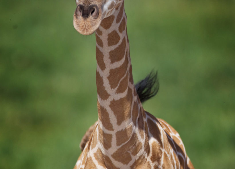 V pražské zoo přišlo na svět už 78 žirafích mláďat