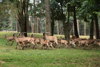 Nový areál euroasijského safari má rozlohu devět hektarů. 