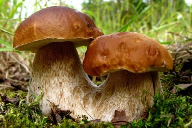 K nejoblíbenějším houbám patří hřiby, v říjnu a listopadu si pochutnáte ale i na bedlách a václavkách.